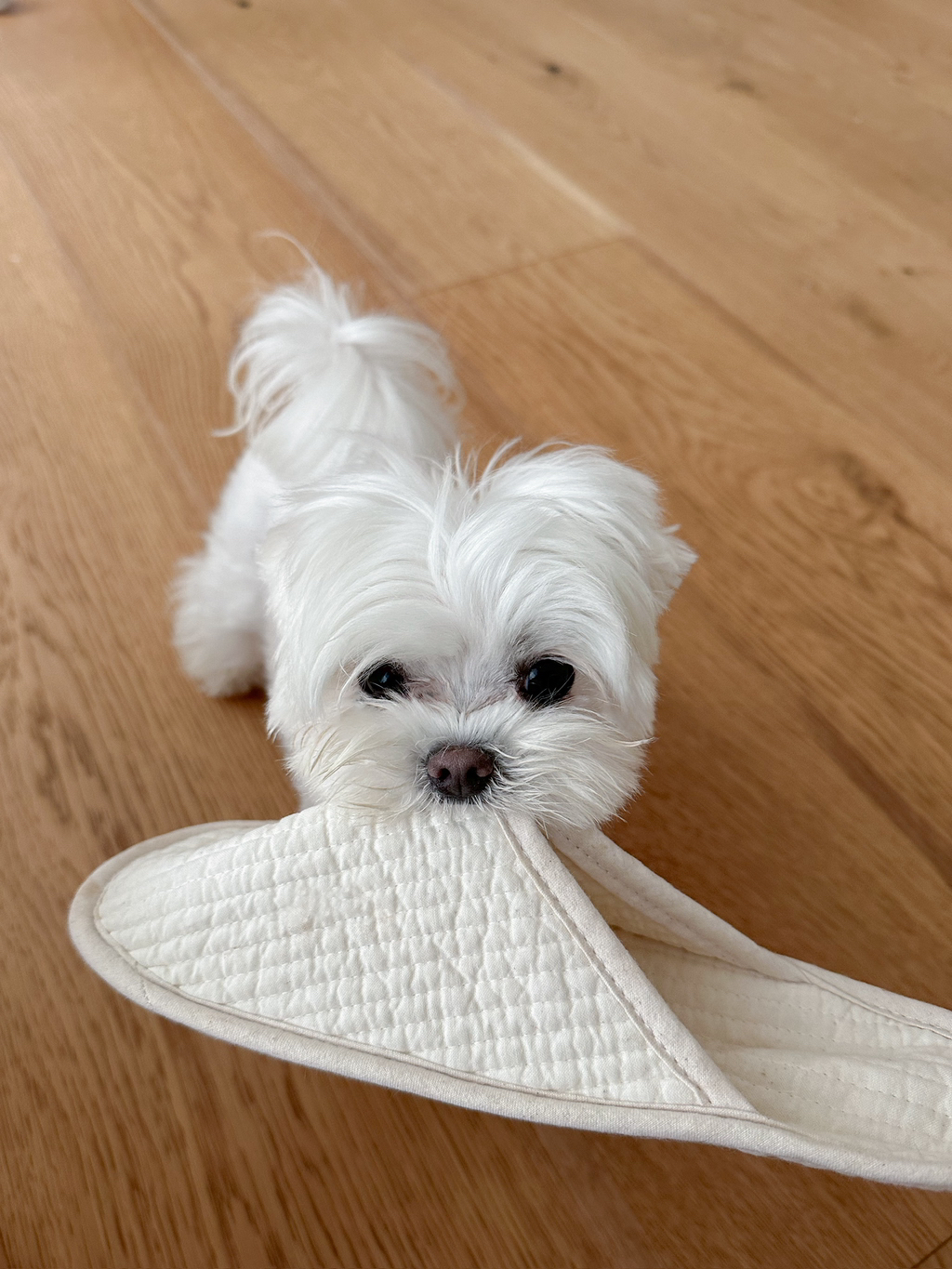 우리집-고양이가-눈안보이는-노견-지켜줘-(+추가사진)(+추추가)-30-이미지