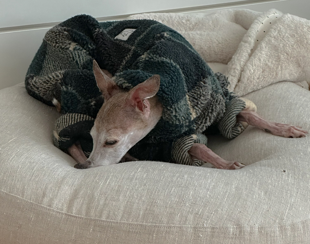 우리집-고양이가-눈안보이는-노견-지켜줘-(+추가사진)(+추추가)-32-이미지