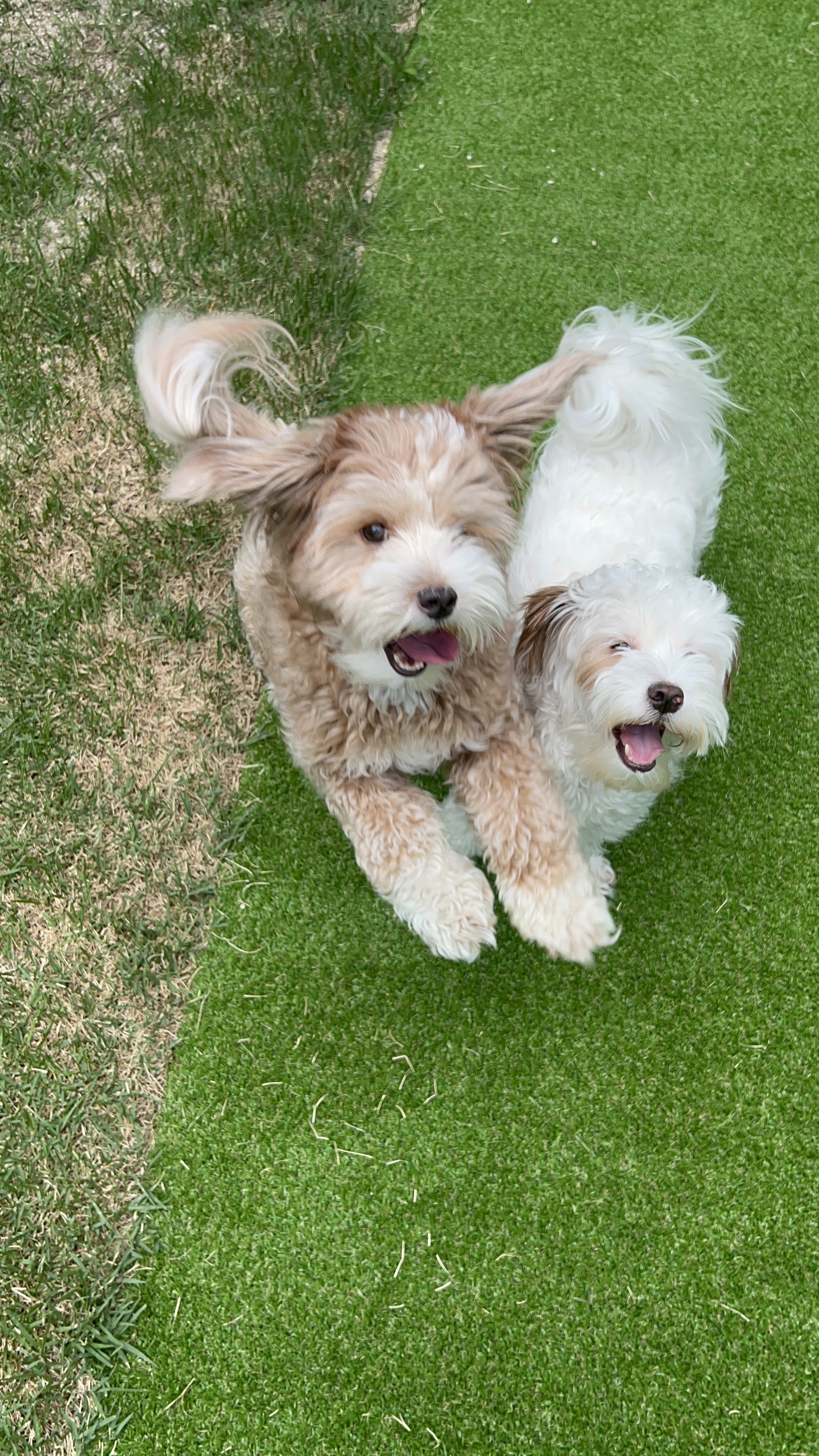 유기견-남매-데려왔는데-너무-귀여워ㅠㅠ-근데-너무-커버렸어;;-9-이미지