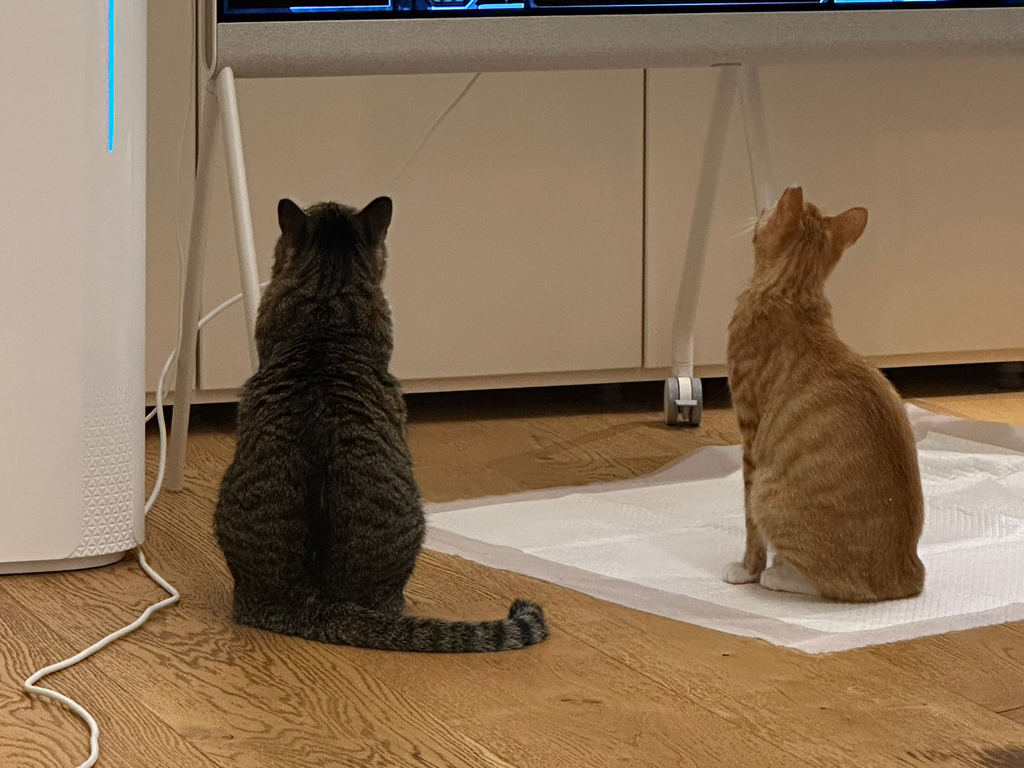 우리집-고양이가-눈안보이는-노견-지켜줘-(+추가사진)(+추추가)-6-이미지