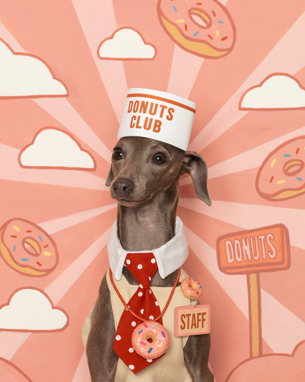 우리집-고양이가-눈안보이는-노견-지켜줘-(+추가사진)(+추추가)-43-이미지