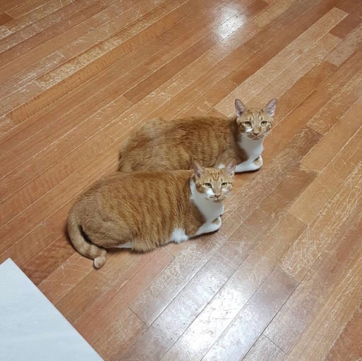 코숏-대중적-인기-vs-덕후픽-🐱-3-이미지