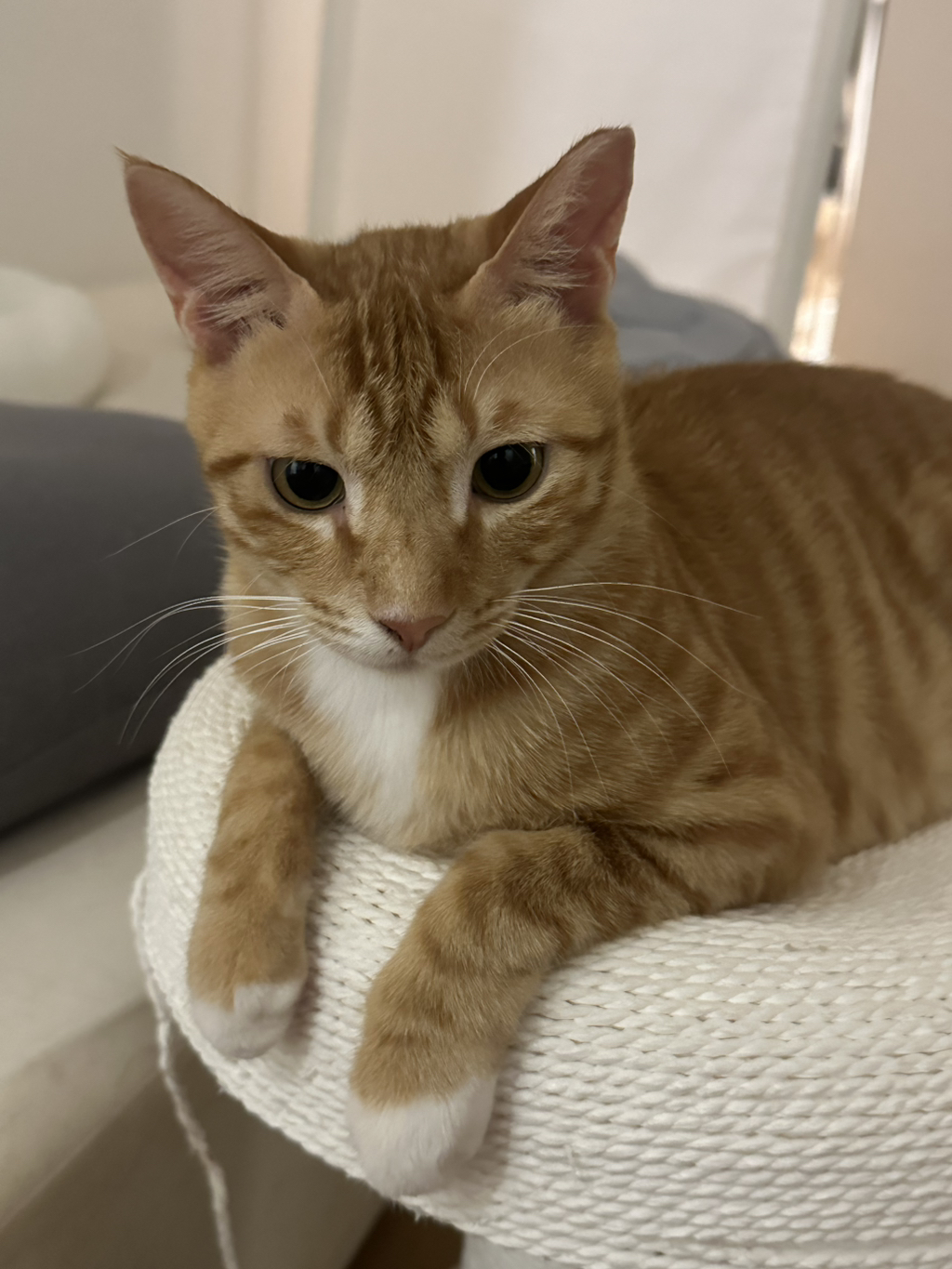 우리집-고양이가-눈안보이는-노견-지켜줘-(+추가사진)(+추추가)-46-이미지