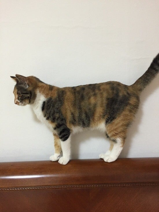 코숏-대중적-인기-vs-덕후픽-🐱-14-이미지