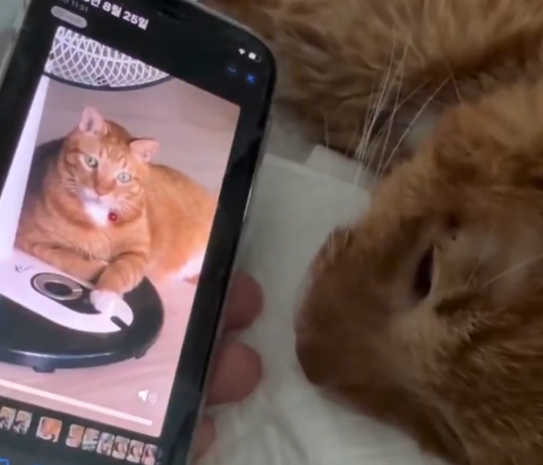 고양이의-마지막-순간에-고인이-된-주인의-녹음된-목소리를-들려주자-대답하는-고양이-0-이미지