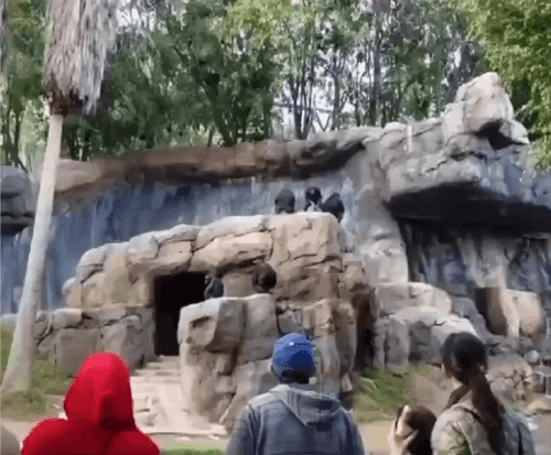 사람들에게-돌을-던진-아기-침팬치-0-이미지