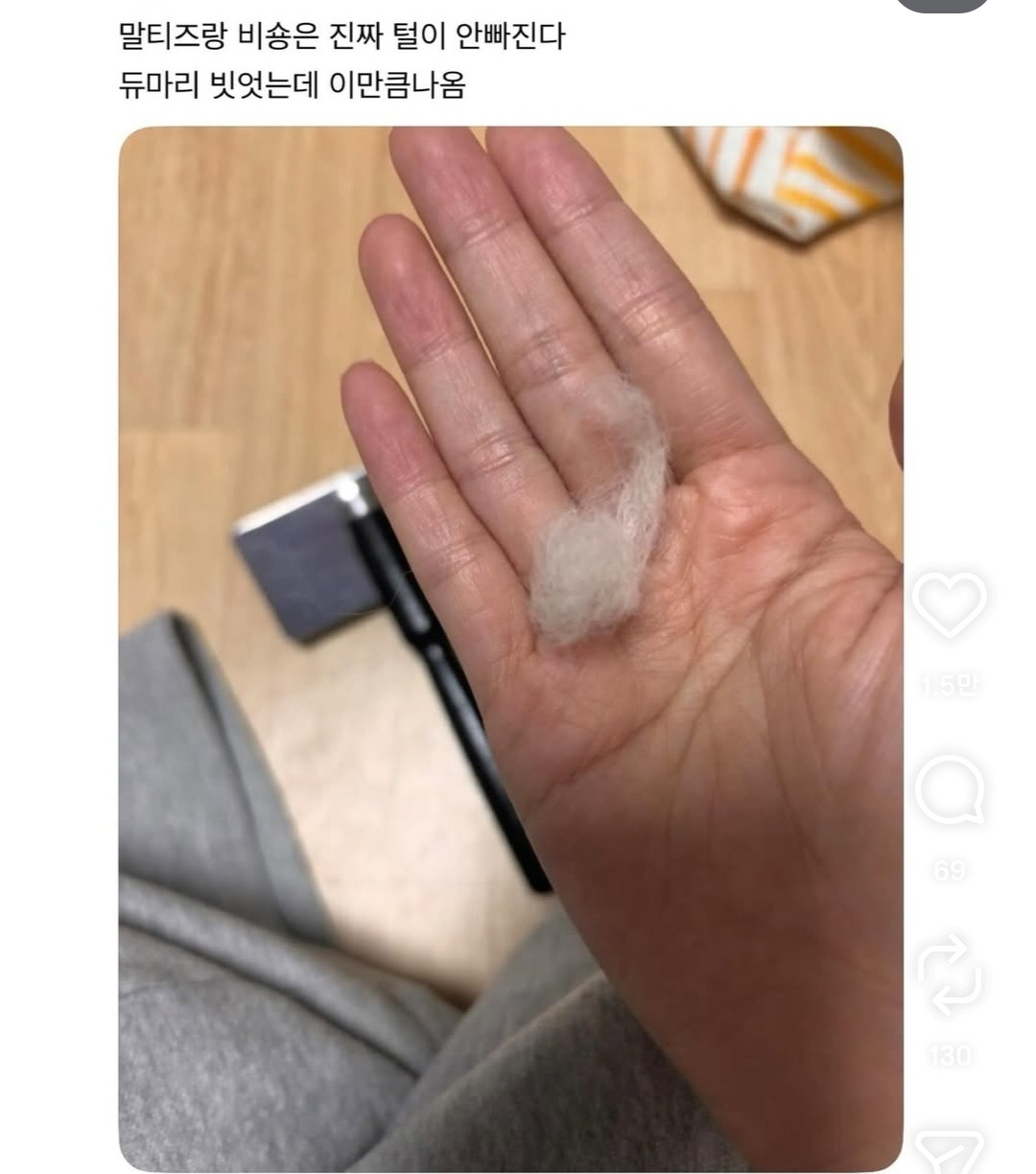 말티즈랑-비숑은-진짜-털이-안빠진다-0-이미지
