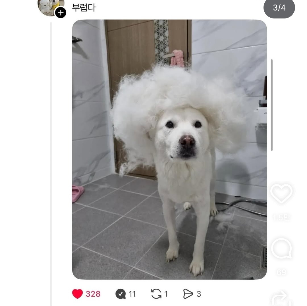 말티즈랑-비숑은-진짜-털이-안빠진다-1-이미지