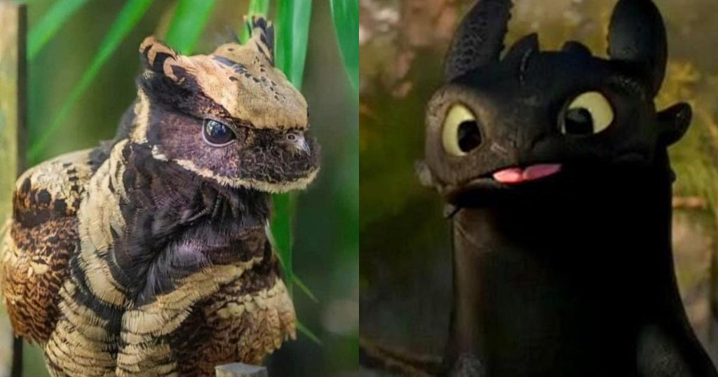 투슬리스를-닮은-새-6-이미지