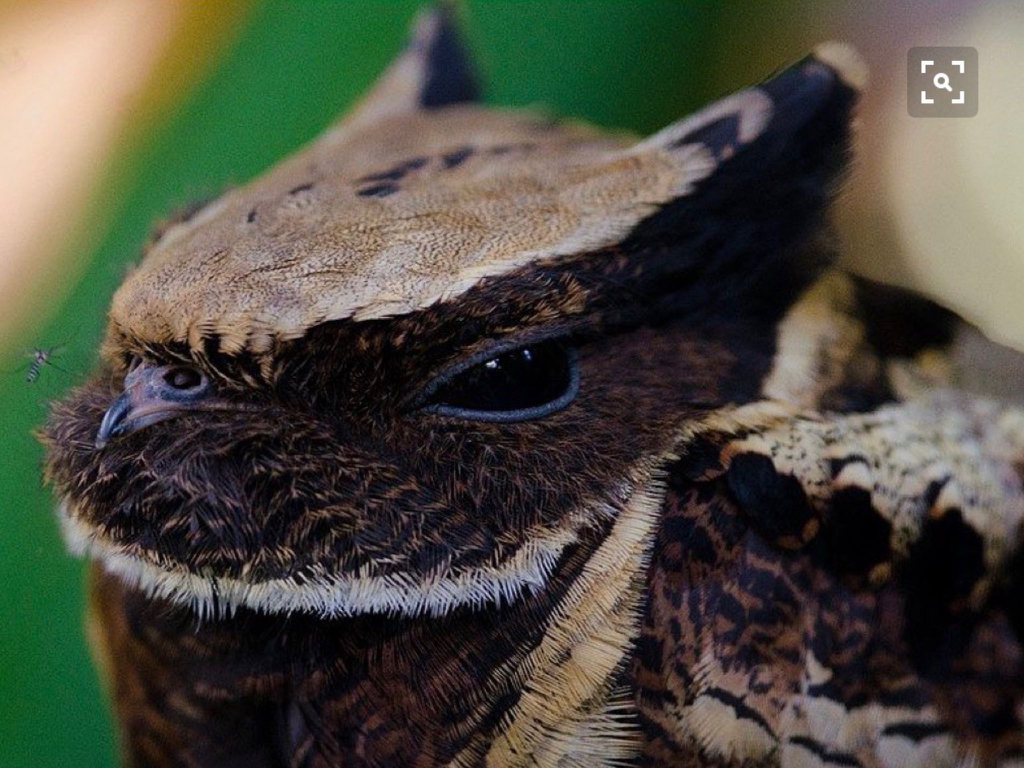 투슬리스를-닮은-새-7-이미지