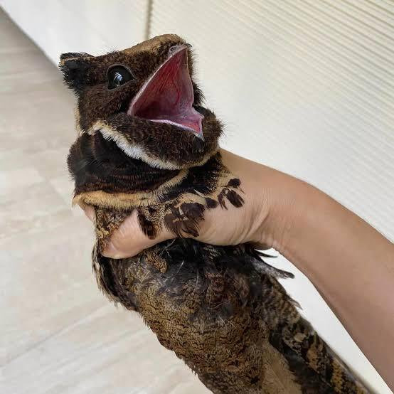 투슬리스를-닮은-새-9-이미지