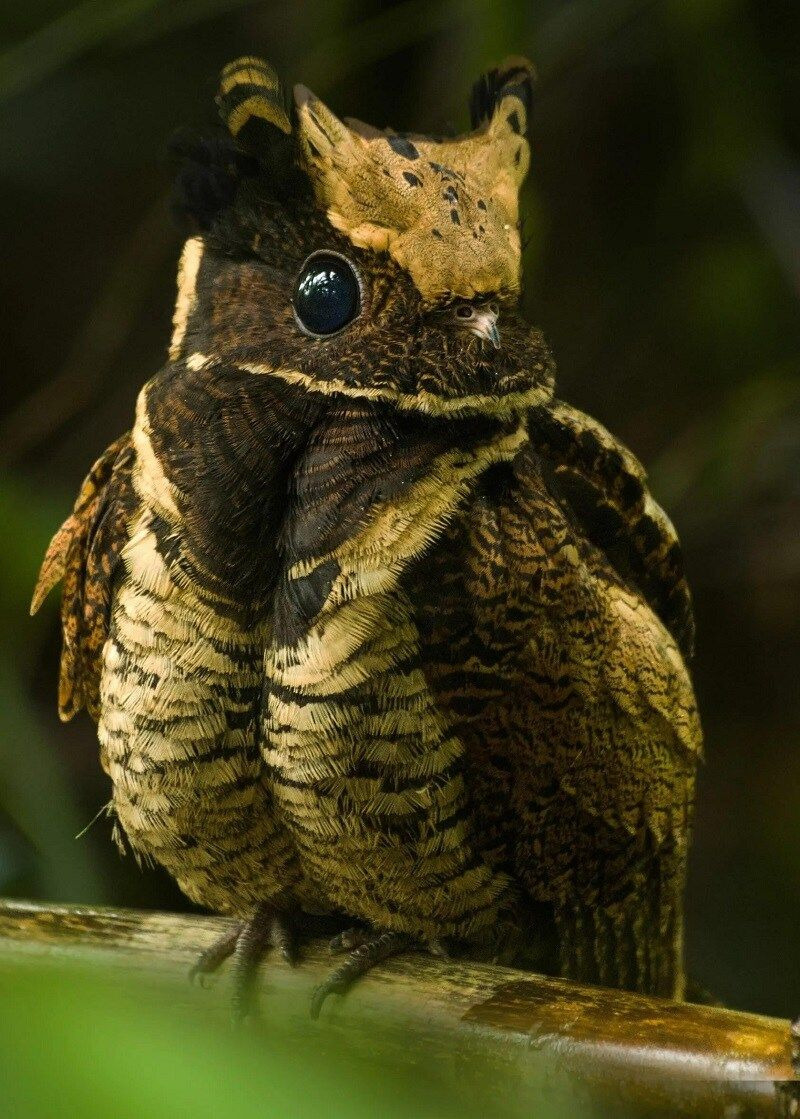 투슬리스를-닮은-새-0-이미지