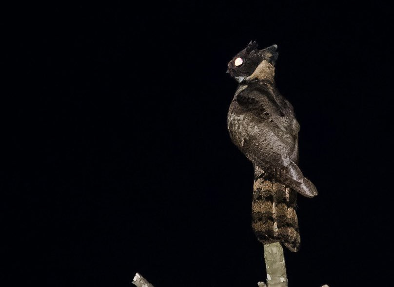 투슬리스를-닮은-새-11-이미지