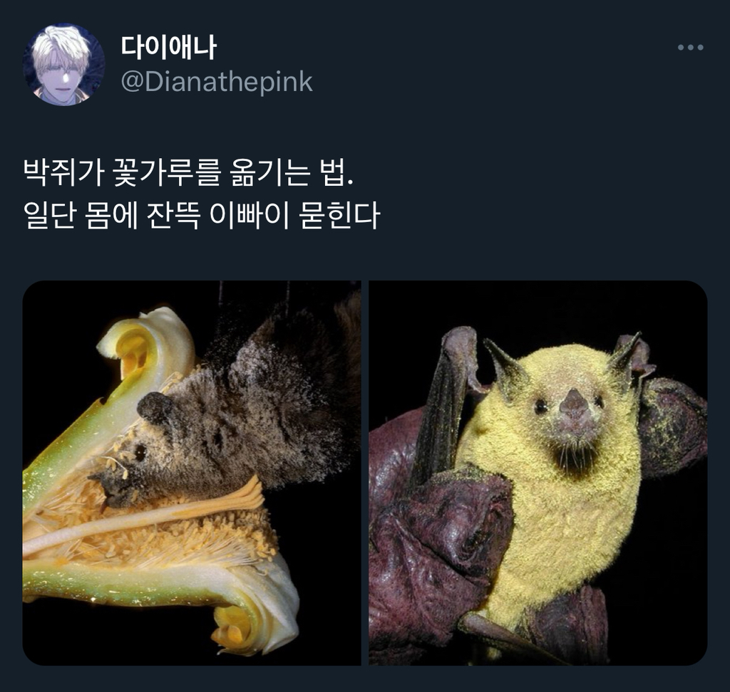 박쥐가-꽃가루를-옮기는-법-0-이미지