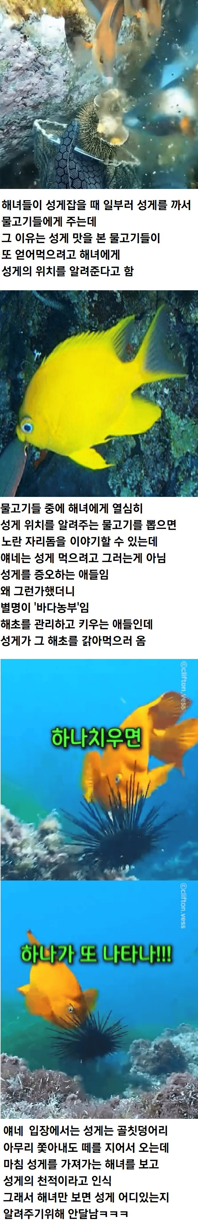 해녀가-성게-잡을때-물고기들한테-성게-까주는-이유-0-이미지