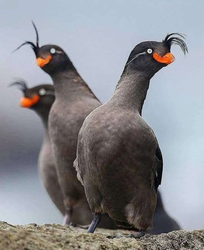 의외로-실제로-존재하는-생물-5-이미지