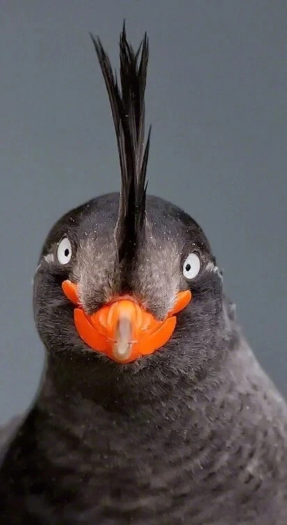 의외로-실제로-존재하는-생물-3-이미지