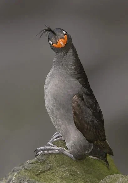 의외로-실제로-존재하는-생물-4-이미지