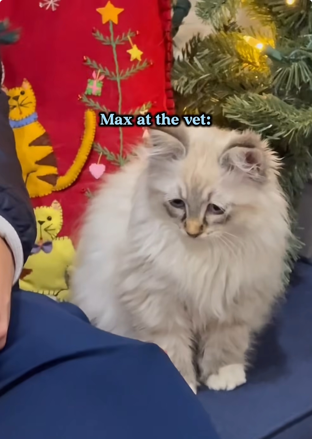 고양이는-얼굴-표정이-없다던데?-2-이미지