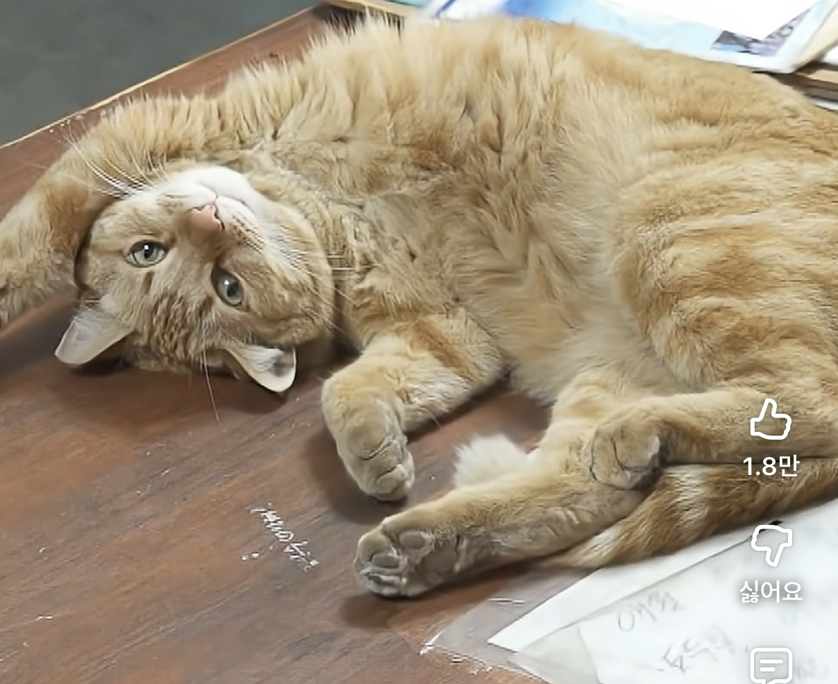 기안84가-제주도에서-만난-고양이직원-0-이미지