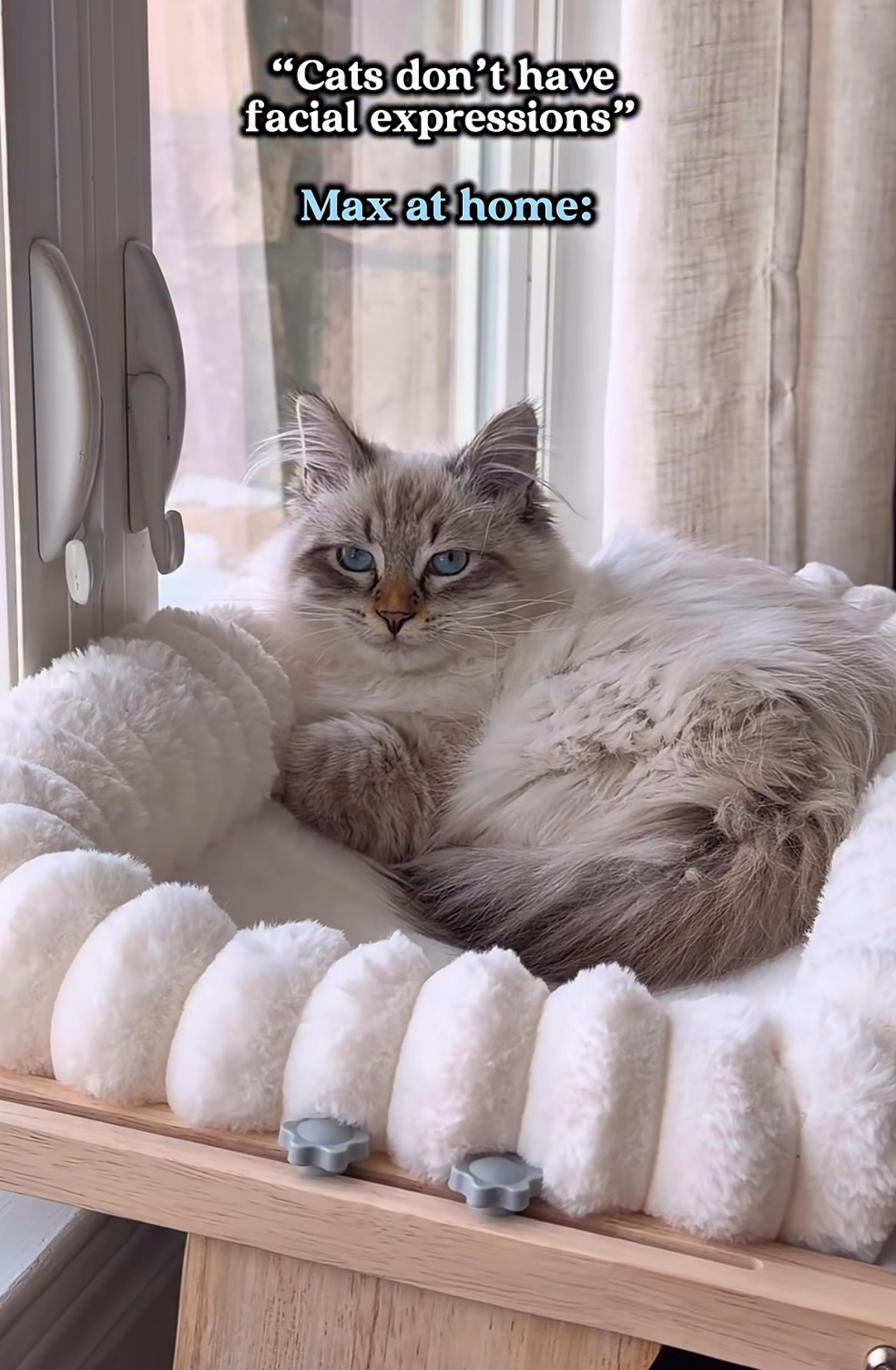 고양이는-얼굴-표정이-없다던데?-0-이미지