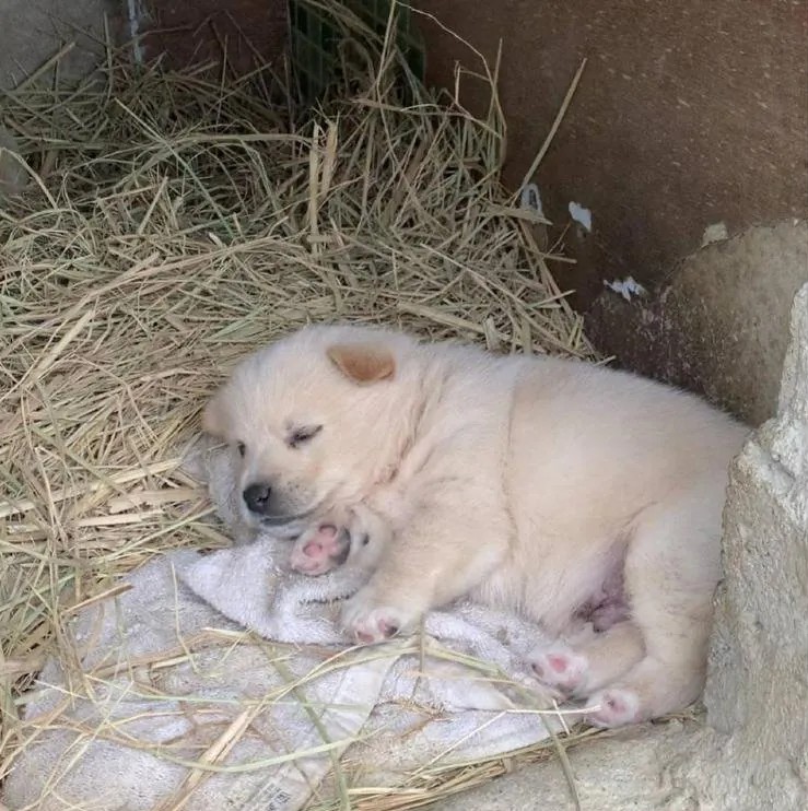 누워서-뒹굴거리는-시고르자브종-5-이미지