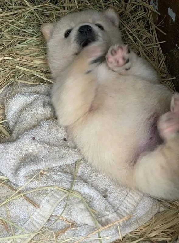 누워서-뒹굴거리는-시고르자브종-1-이미지