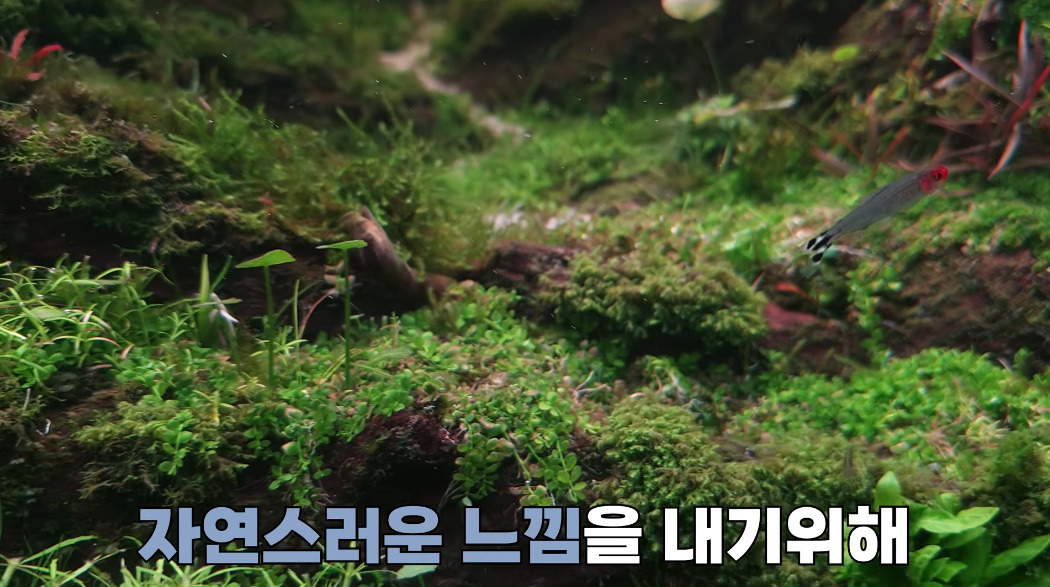 20살에-국제-어항꾸미기-대회-1위한-사람-24-이미지