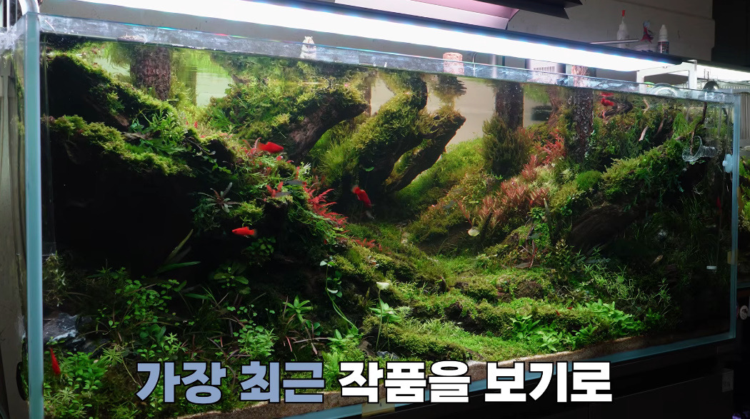 20살에-국제-어항꾸미기-대회-1위한-사람-6-이미지