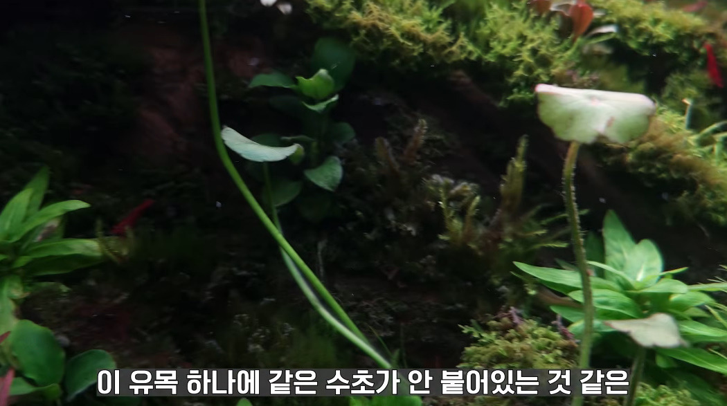 20살에-국제-어항꾸미기-대회-1위한-사람-23-이미지