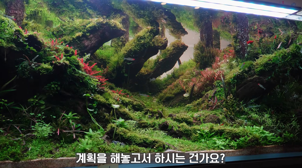 20살에-국제-어항꾸미기-대회-1위한-사람-14-이미지