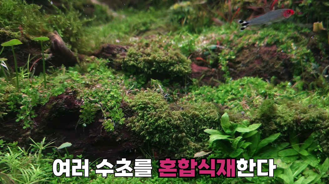 20살에-국제-어항꾸미기-대회-1위한-사람-25-이미지