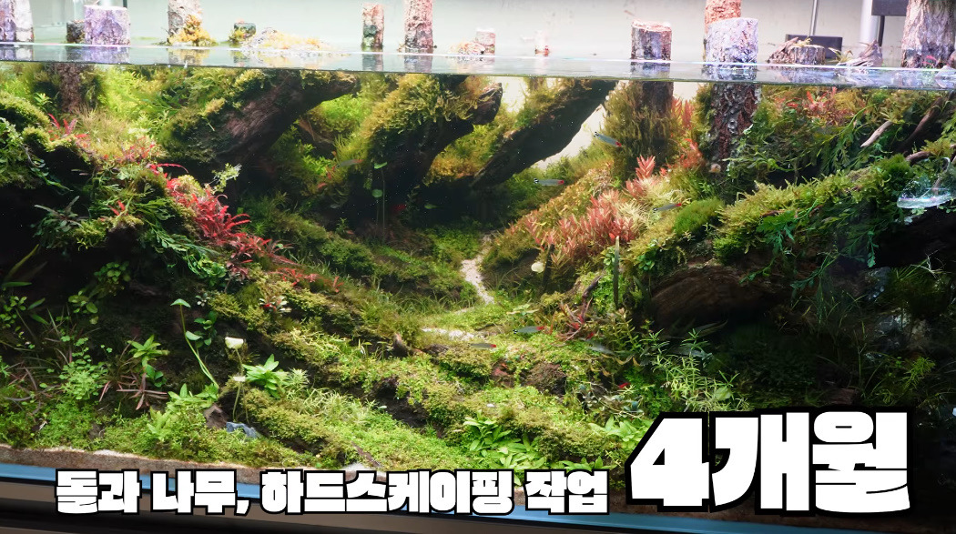 20살에-국제-어항꾸미기-대회-1위한-사람-28-이미지