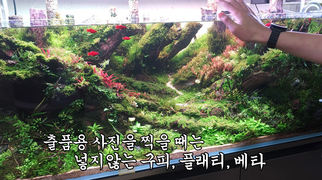 20살에-국제-어항꾸미기-대회-1위한-사람-19-이미지