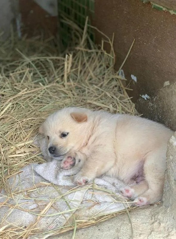 누워서-뒹굴거리는-시고르자브종-4-이미지