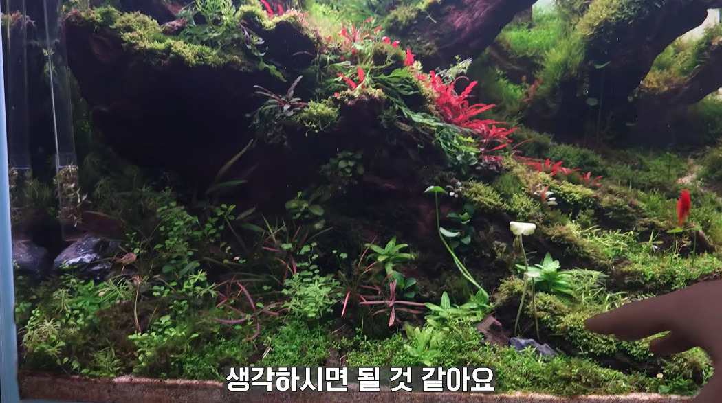 20살에-국제-어항꾸미기-대회-1위한-사람-8-이미지