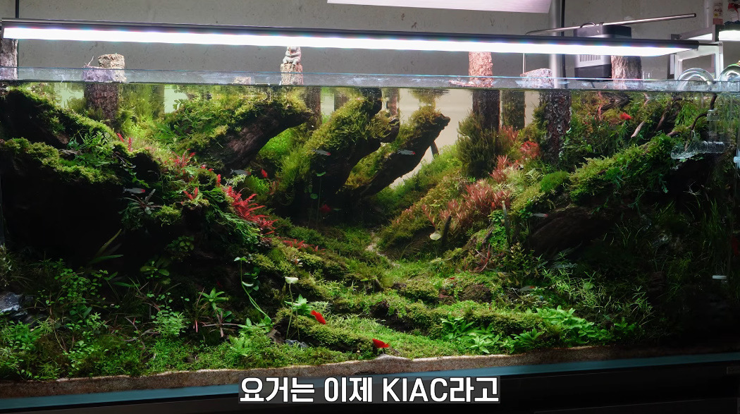 20살에-국제-어항꾸미기-대회-1위한-사람-0-이미지