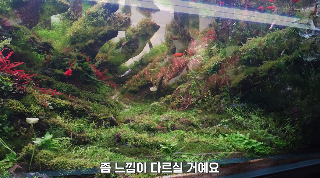 20살에-국제-어항꾸미기-대회-1위한-사람-13-이미지