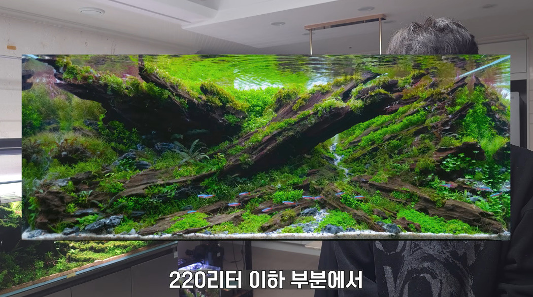 20살에-국제-어항꾸미기-대회-1위한-사람-4-이미지