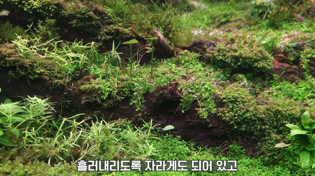 20살에-국제-어항꾸미기-대회-1위한-사람-12-이미지