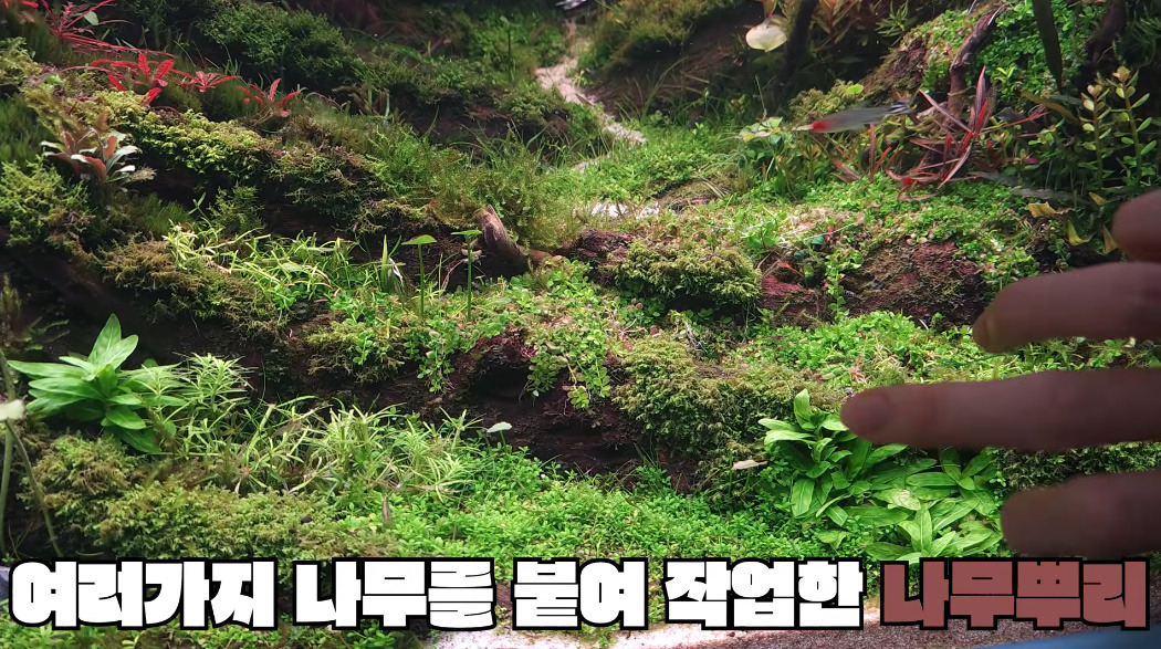 20살에-국제-어항꾸미기-대회-1위한-사람-11-이미지