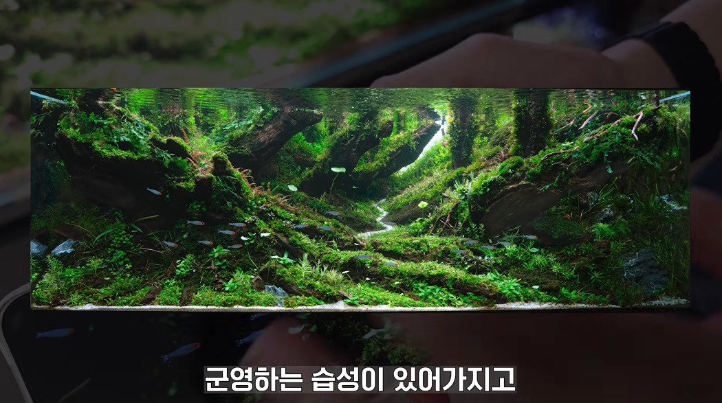 20살에-국제-어항꾸미기-대회-1위한-사람-20-이미지