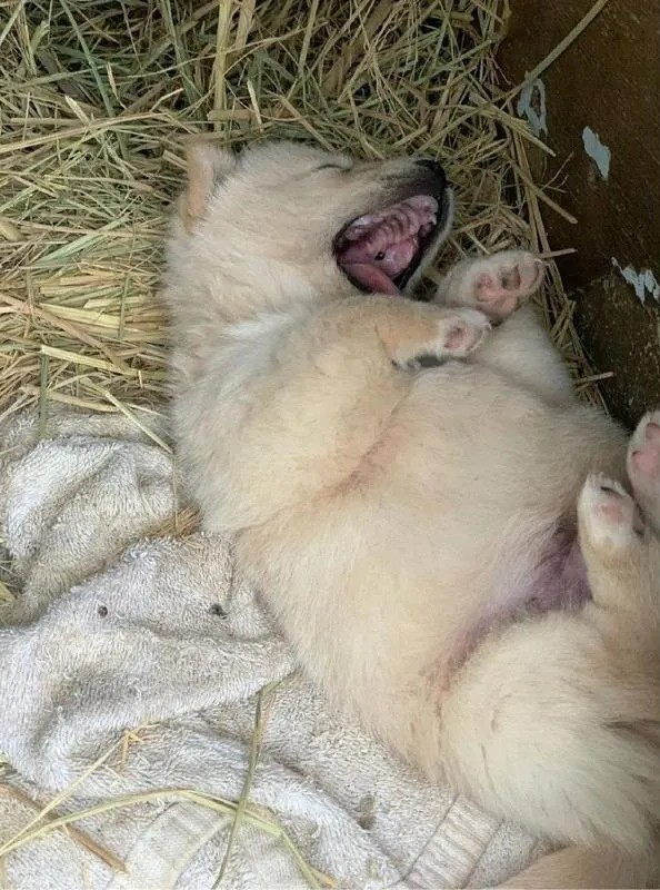 누워서-뒹굴거리는-시고르자브종-2-이미지