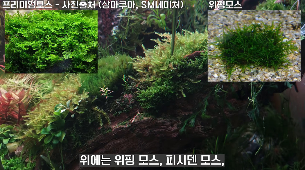 20살에-국제-어항꾸미기-대회-1위한-사람-26-이미지