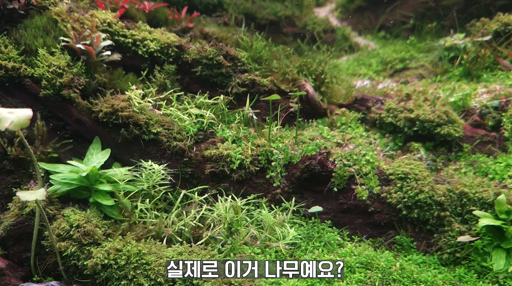 20살에-국제-어항꾸미기-대회-1위한-사람-9-이미지