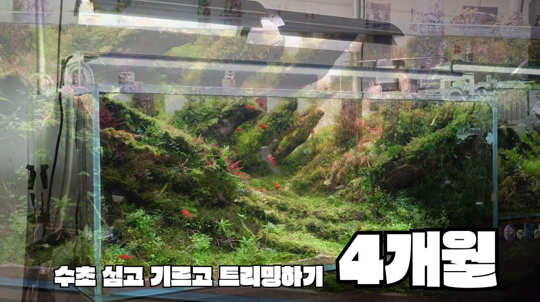 20살에-국제-어항꾸미기-대회-1위한-사람-29-이미지