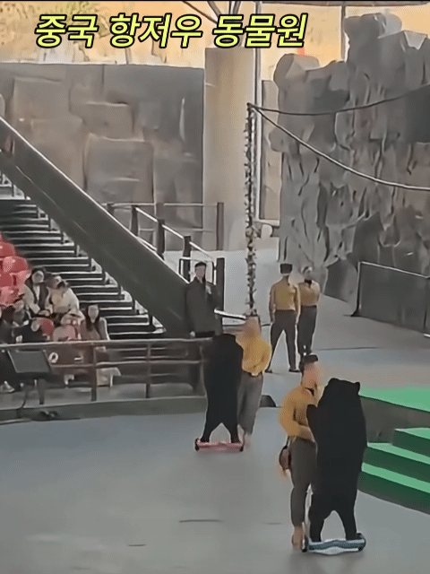 중국-항저우-동물원-흑곰-공연중-곰의-공격-1-이미지