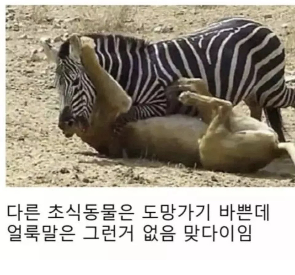 얼룩말-사육이-불가능한-이유-1-이미지