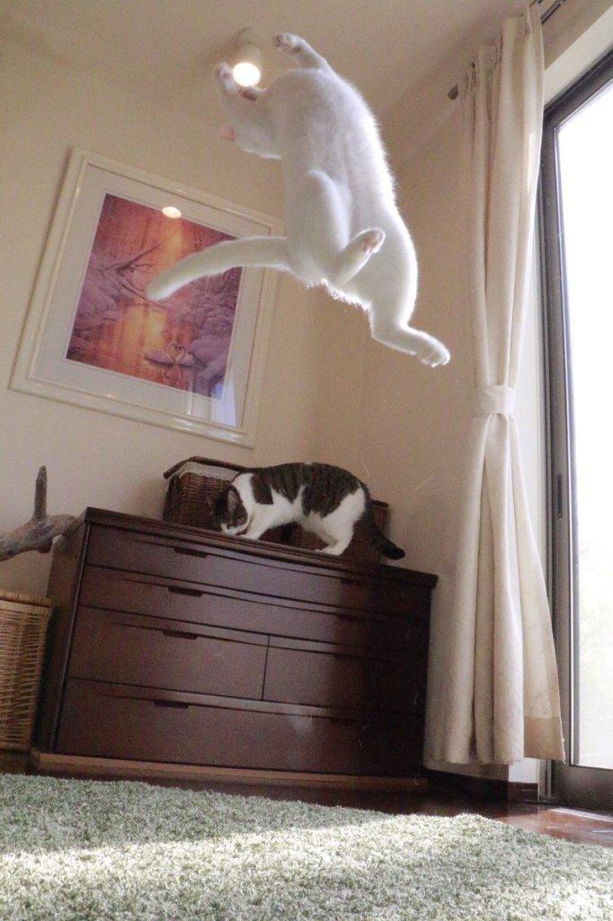 발레하는-고양이.jpg-6-이미지