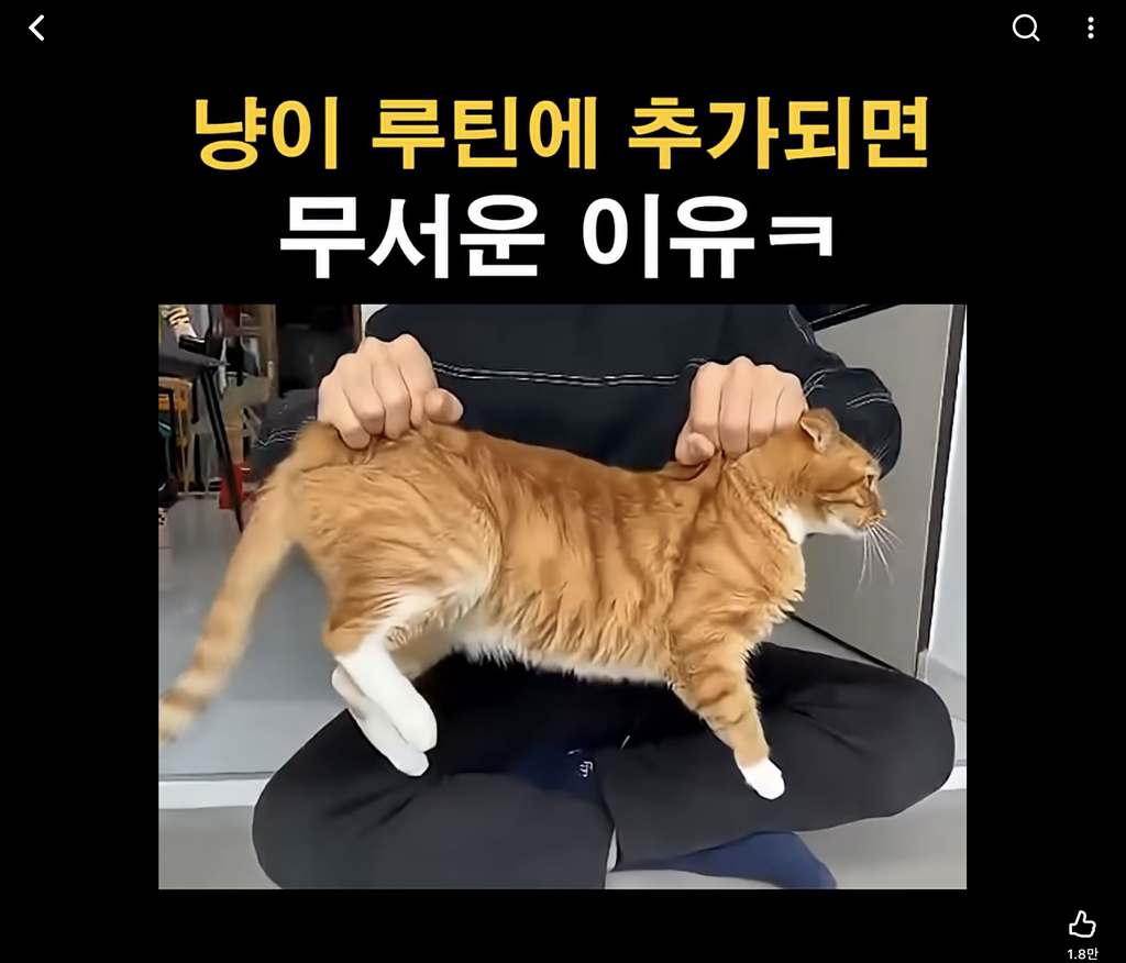 냥이-루틴에-추가되면-무서운-이유-0-이미지